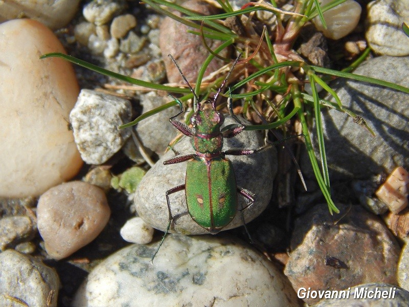 Cicindela campestris